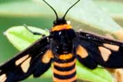 Black-headed Wasp Moth (Eressa angustipenna)